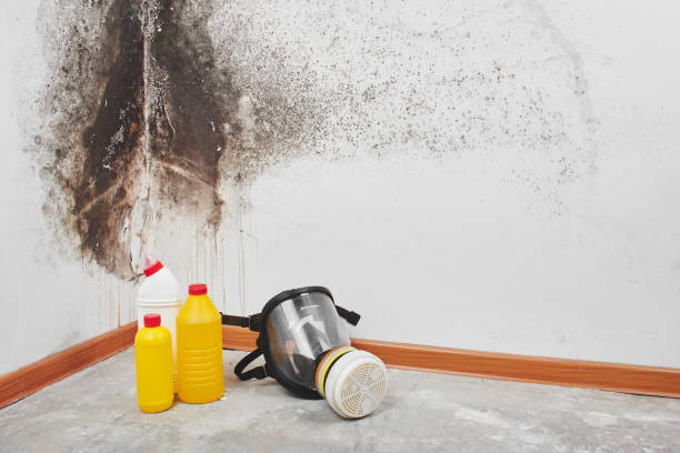 Best Bathroom Mold Remediation in Lake Orion, MI