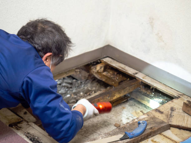 Best HVAC Mold Remediation in Lake Orion, MI
