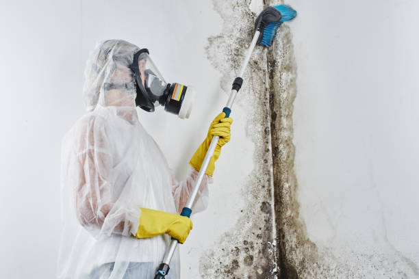 Best Black Mold Remediation in Lake Orion, MI