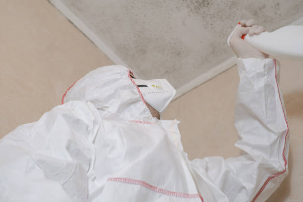 Best Attic Mold Remediation in Lake Orion, MI
