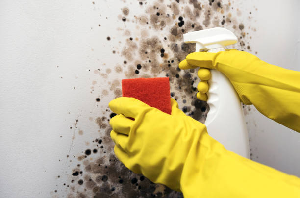 Best Crawl Space Mold Remediation in Lake Orion, MI