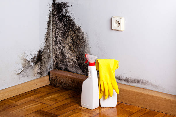 Best Residential Mold Remediation in Lake Orion, MI