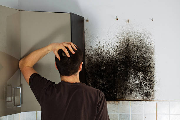 Best Industrial Mold Remediation in Lake Orion, MI