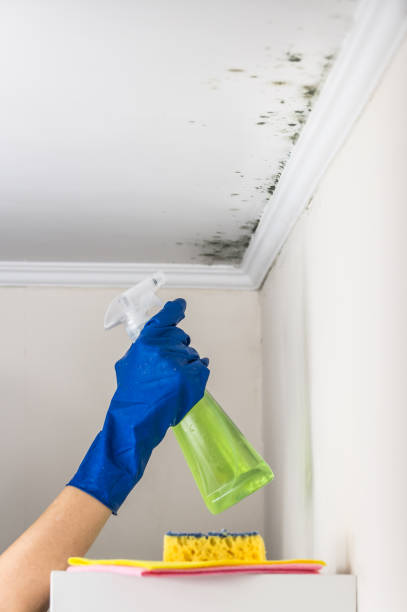 Best White Mold Remediation in Lake Orion, MI